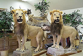 Lion Taxidermy by Reimond Grignon