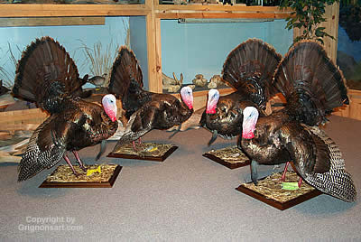 Turkey Taxidermy by Reimond Grignon