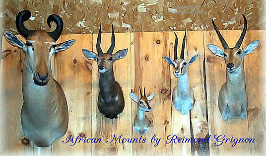 african Taxidermy by Reimond Grignon
