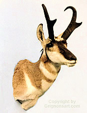 antelope Taxidermy by Reimond Grignon