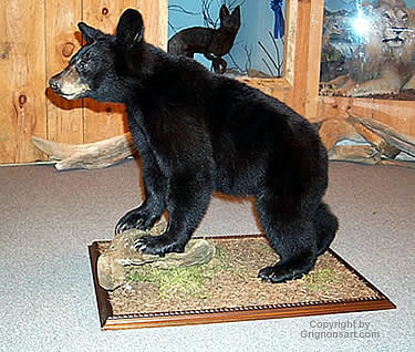 standing bear Taxidermy by Reimond Grignon