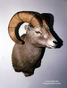 sheep Taxidermy by Reimond Grignon