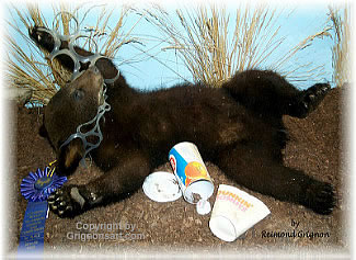 Bear Cub Taxidermy by Reimond Grignon