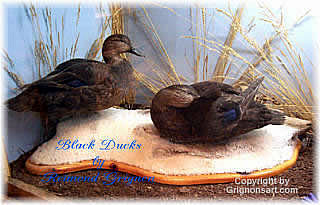 Black Ducks Taxidermy by Reimond Grignon