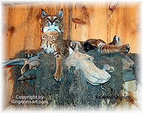 Bobcat Taxidermy by Reimond Grignon