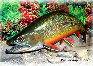 Brook Trout Taxidermy by Reimond Grignon