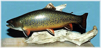 Brook Trout Taxidermy by Reimond Grignon