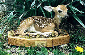 baby deer Taxidermy by Reimond Grignon