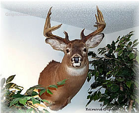whitetail deer Taxidermy by Reimond Grignon