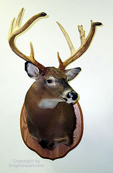 Taxidermy by Reimond Grignon