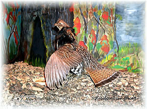 Ruffed Grouse Taxidermy by Reimond Grignon