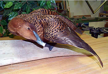 Eiders Taxidermy by Reimond Grignon