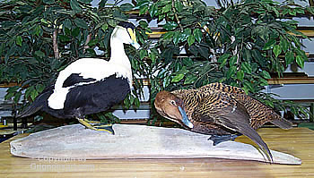 Eider Hunting Taxidermy by Reimond Grignon