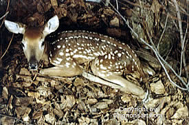 fawns Taxidermy by Reimond Grignon