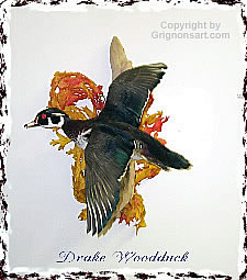 Wood Duck Taxidermy by Reimond Grignon