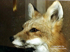 red fox Taxidermy by Reimond Grignon
