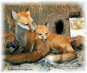 fox pups Taxidermy by Reimond Grignon