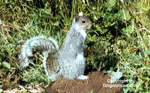 gray squirrel Taxidermy by Reimond Grignon