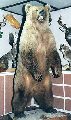 grizzle bear Taxidermy by Reimond Grignon