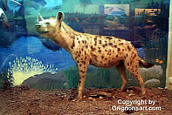 hyena Taxidermy by Reimond Grignon