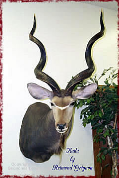 Kudu  Taxidermy by Reimond Grignon