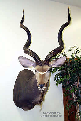 kudu Taxidermy by Reimond Grignon