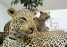 big cats Taxidermy by Reimond Grignon