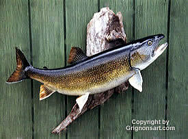 Lake Trout Taxidermy by Reimond Grignon