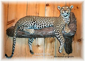 Leopard Taxidermy by Reimond Grignon