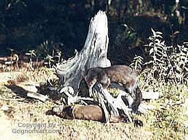 mink Taxidermy by Reimond Grignon