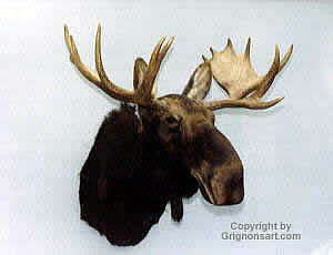 moose Taxidermy by Reimond Grignon
