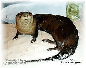 otter Taxidermy by Reimond Grignon