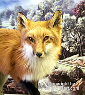 Ref fox Taxidermy by Reimond Grignon