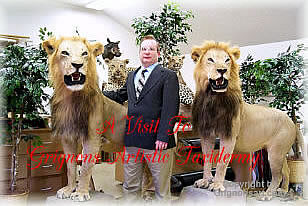 Lions Taxidermy by Reimond Grignon