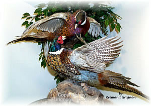 Fighting Pheasants Taxidermy by Reimond Grignon