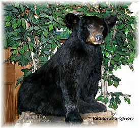 Sitting Bear Taxidermy by Reimond Grignon