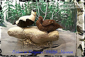 Common Eiders Taxidermy by Reimond Grignon