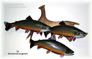 Brook Trout Taxidermy by Reimond Grignon