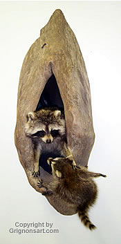 Raccoons in a tree Taxidermy by Reimond Grignon