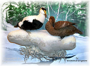 Common Eiders Taxidermy by Reimond Grignon