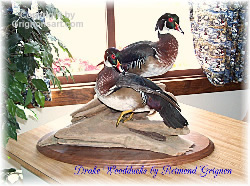 Wood Ducks Taxidermy by Reimond Grignon