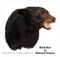 Bears Taxidermy by Reimond Grignon