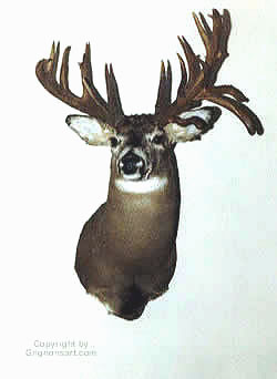 drop tines Taxidermy by Reimond Grignon
