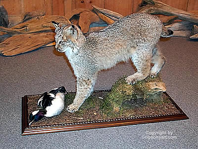 standing bobcat Taxidermy by Reimond Grignon