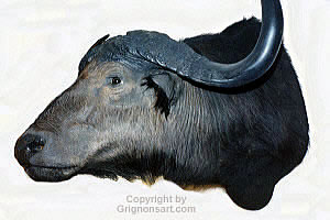 cape buffalo Taxidermy by Reimond Grignon