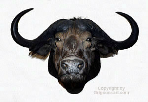 cape buffalo Taxidermy by Reimond Grignon