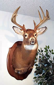 Big Whitetaile Deer Taxidermy by Reimond Grignon