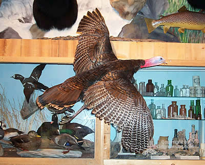 Turkey Taxidermy by Reimond Grignon