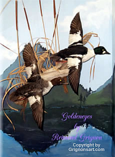 Sea Ducks Taxidermy by Reimond Grignon