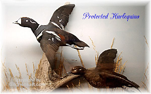 Harlequin Ducks Taxidermy by Reimond Grignon